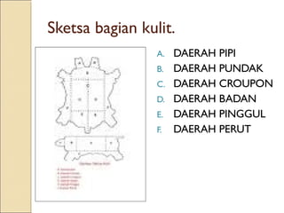 Sketsa bagian kulit.
                 A.   DAERAH PIPI
                 B.   DAERAH PUNDAK
                 C.   DAERAH CROUPON
                 D.   DAERAH BADAN
                 E.   DAERAH PINGGUL
                 F.   DAERAH PERUT
 