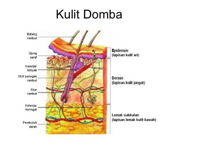 Struktur Kulit