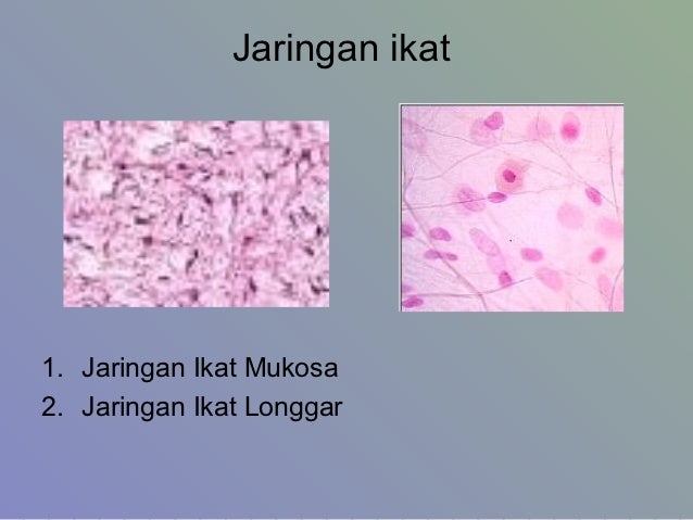 Gambar Anatomi Kulit Manusia