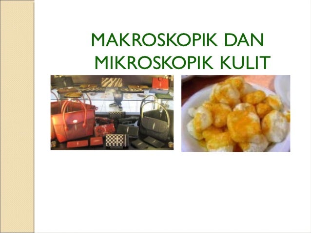Struktur Kulit