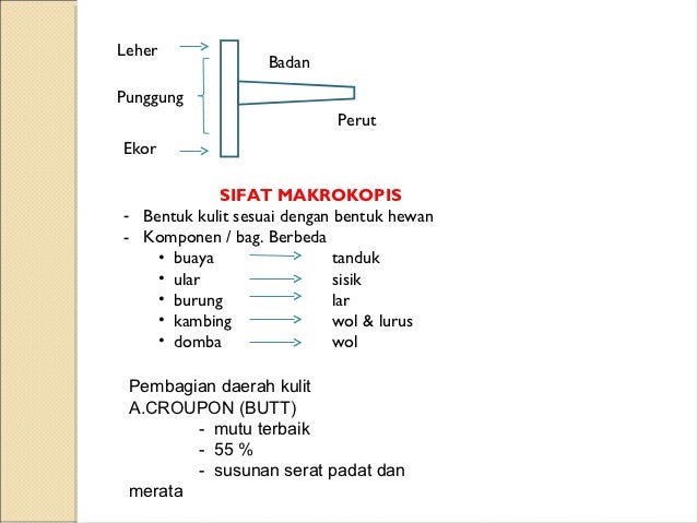 Struktur Kulit