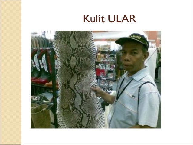 Struktur Kulit