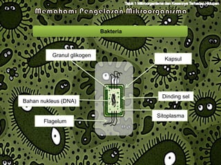 Bakteria



          Granul glikogen
                                         Kapsul




                                        Dinding sel
Bahan nukleus (DNA)

                                       Sitoplasma
       Flagelum
 