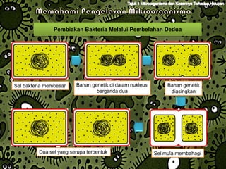 Pembiakan Bakteria Melalui Pembelahan Dedua




Sel bakteria membesar    Bahan genetik di dalam nukleus        Bahan genetik
                                 berganda dua                   diasingkan




          Dua sel yang serupa terbentuk                   Sel mula membahagi
 