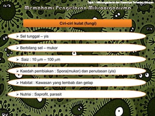 Ciri-ciri kulat (fungi)


 Sel tunggal – yis


 Berbilang sel – mukor


 Saiz : 10 m – 100 m


 Kaedah pembiakan : Spora(mukor) dan penutasan (yis)


 Habitat : Kawasan yang lembab dan gelap

 Nutrisi : Saprofit, parasit
 