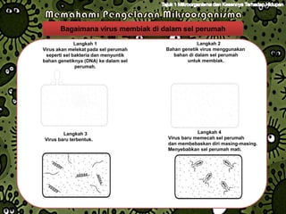 Bagaimana virus membiak di dalam sel perumah
              Langkah 1                            Langkah 2
Virus akan melekat pada sel perumah   Bahan genetik virus menggunakan
 seperti sel bakteria dan menyuntik      bahan di dalam sel perumah
bahan genetiknya (DNA) ke dalam sel           untuk membiak.
              perumah.




        Langkah 3                                 Langkah 4
Virus baru terbentuk.                 Virus baru memecah sel perumah
                                      dan membebaskan diri masing-masing.
                                      Menyebabkan sel perumah mati.
 