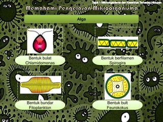 Alga




 Bentuk bulat          Bentuk berfilamen
Chlamidomonas              Spirogira




Bentuk bundar            Bentuk bult
 Fitoplankton            Feurokokus
 