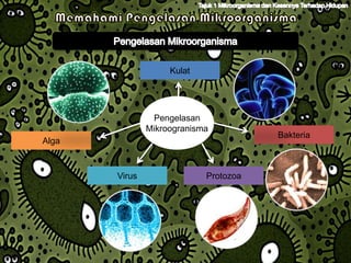 Kulat




                Pengelasan
               Mikroogranisma
                                       Bakteria
Alga



       Virus                Protozoa
 