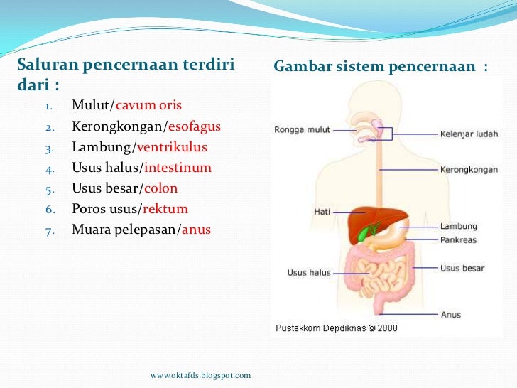Gambar Sistem Pencernaan