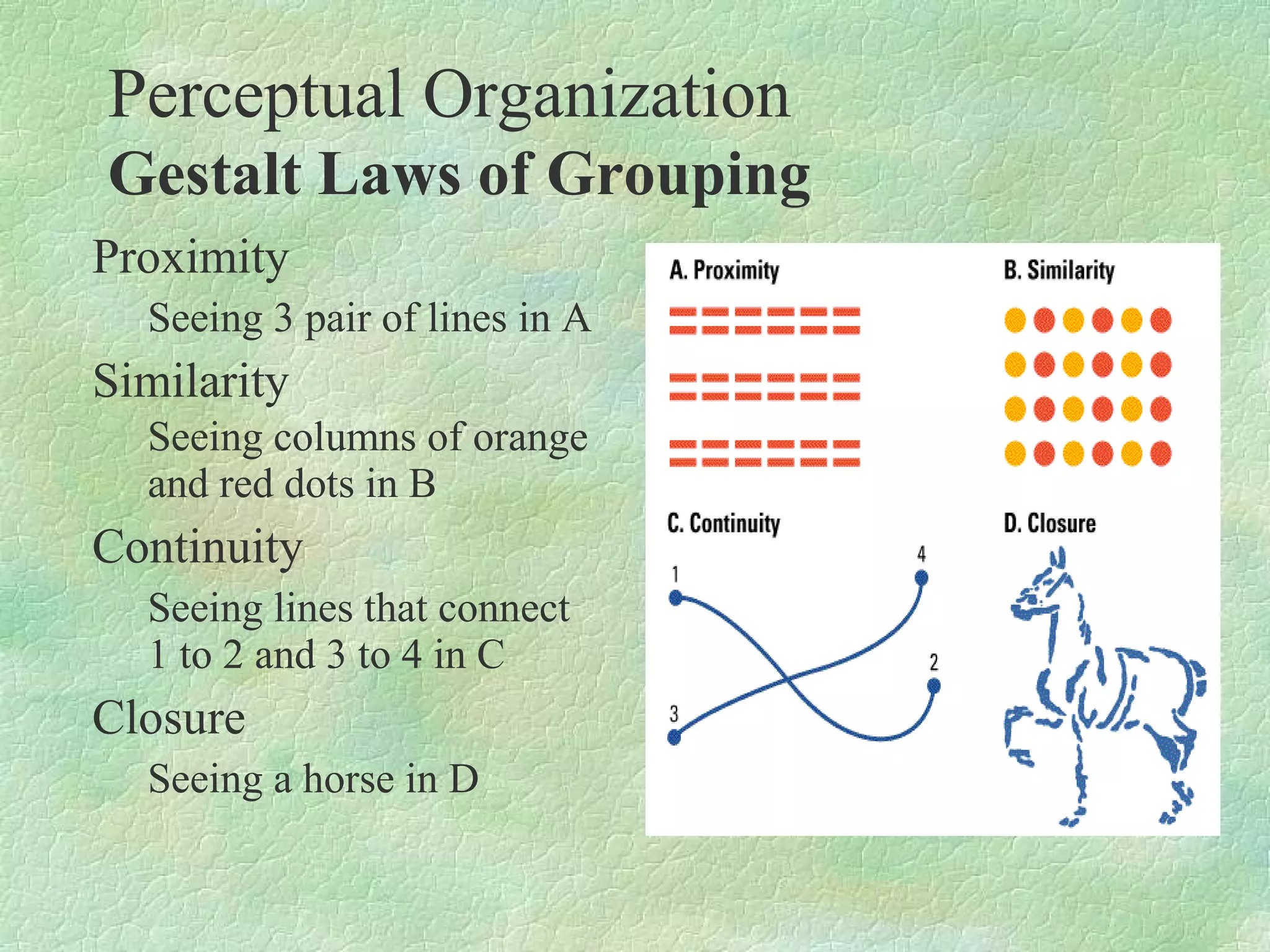 Perceptual Organization
Gestalt Laws of Grouping
Proximity
  Seeing 3 pair of lines in A
Similarity
  Seeing columns of orange
  and red dots in B
Continuity
  Seeing lines that connect
  1 to 2 and 3 to 4 in C
Closure
  Seeing a horse in D
 