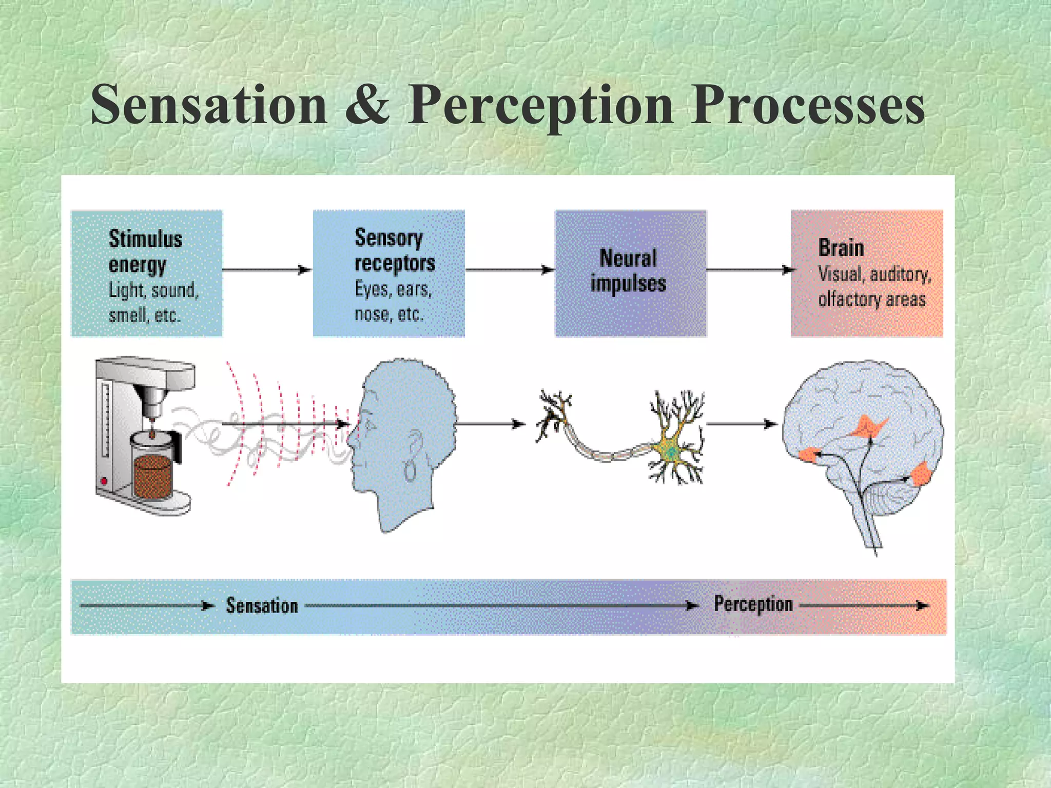 Sensation & Perception Processes
 