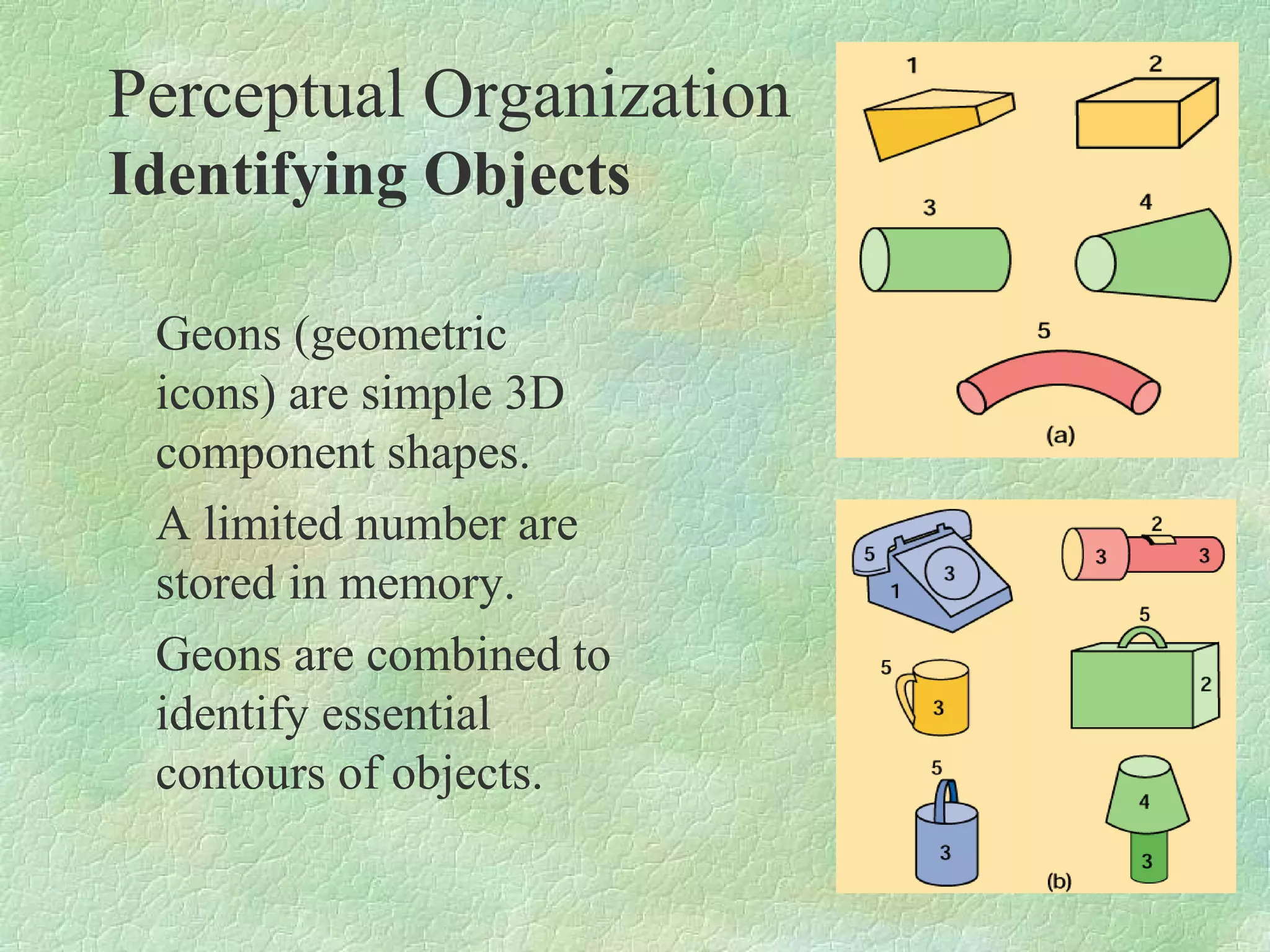 Perceptual Organization
Identifying Objects

 Geons (geometric
 icons) are simple 3D
 component shapes.
 A limited number are
 stored in memory.
 Geons are combined to
 identify essential
 contours of objects.
 