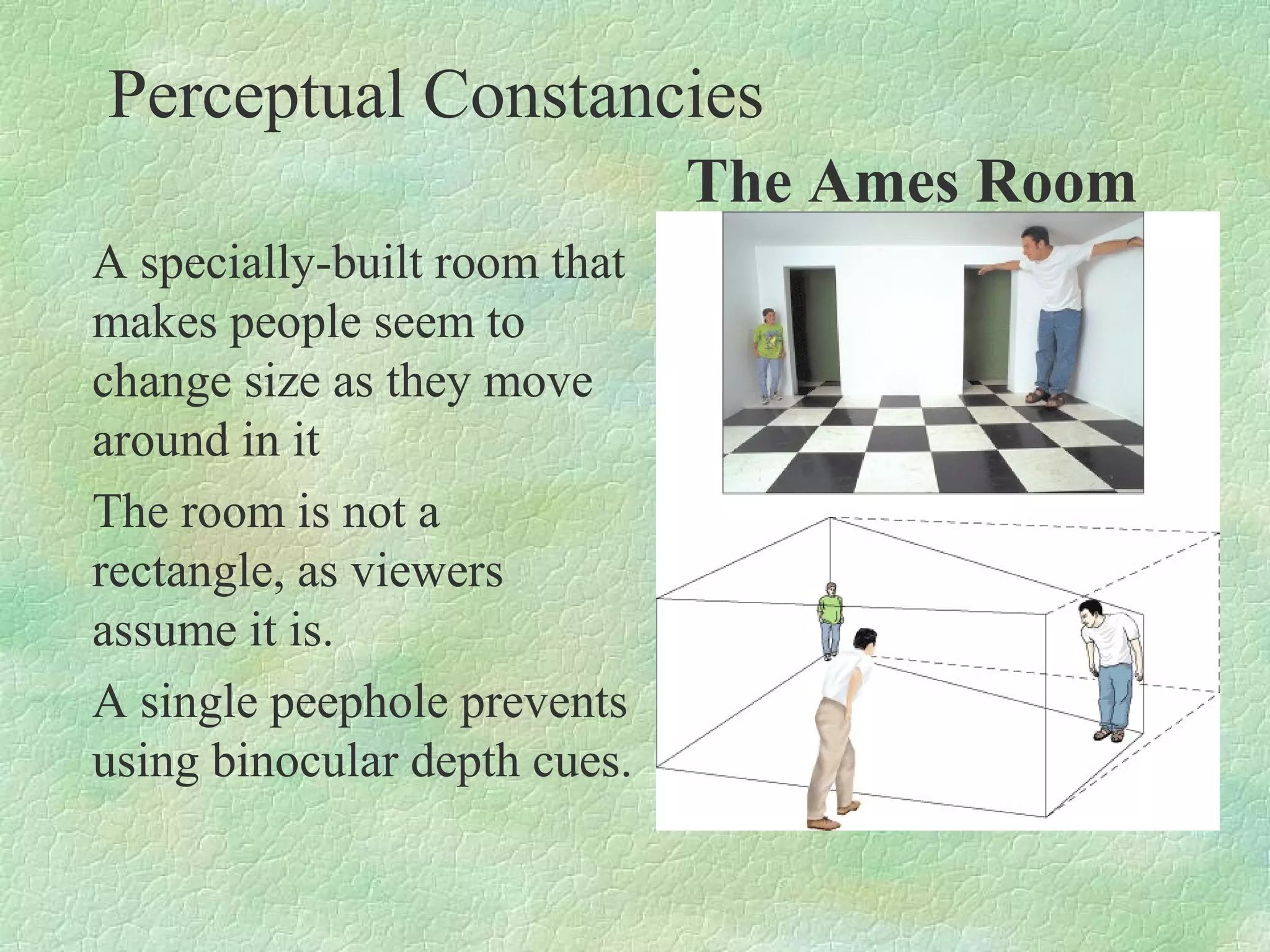 Perceptual Constancies
                              The Ames Room
A specially-built room that
makes people seem to
change size as they move
around in it
The room is not a
rectangle, as viewers
assume it is.
A single peephole prevents
using binocular depth cues.
 