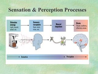 Perseptive Processes 1 perceptual process | PPT