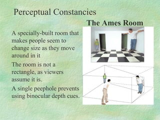 Perceptual Constancies
             Shape Constancy




  Even though these images cast shadows of
  different shapes, the...