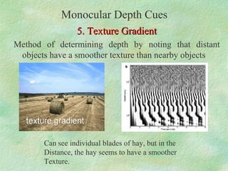 Monocular Depth Cues
             6. Relative Clarity
Method of
determining
depth by noting
that distant
objects are less
...