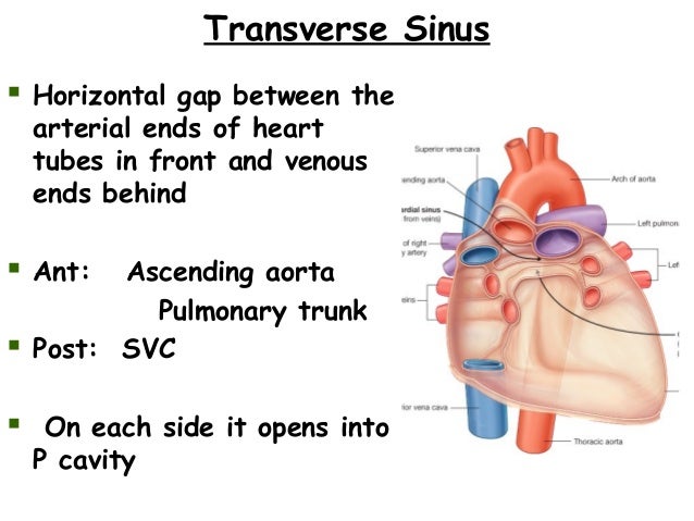 pericardial sac