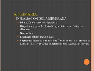 A. PRIMARIA INFLAMACIÓN DE LA MEMBRANA Dilatación de vasos --- Hiperemia Diapédesis y paso de electrolitos, proteínas, depósitos de albúmina. Neutrófilos Edema de células mesoteliales Se produce exudado que contiene fibrina que aísla el proceso en forma primaria y produce adherencias para localizar el proceso 