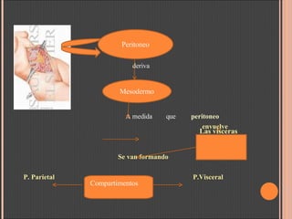 deriva A medida  que  peritoneo envuelve Se van formando P. Parietal  P.Visceral Peritoneo Mesodermo Las vísceras  Compartimentos  