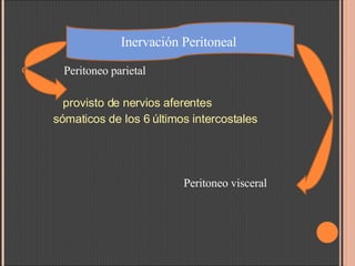 Peritoneo parietal provisto de nervios aferentes  sómaticos de los 6 últimos intercostales Peritoneo visceral Inervación Peritoneal  