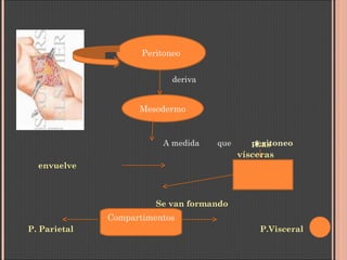 deriva
A medida que peritoneo
envuelve
Se van formando
P. Parietal P.Visceral
Peritoneo
Mesodermo
Las
vísceras
Compartimentos
 