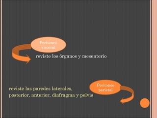 reviste los órganos y mesenterio
reviste las paredes laterales,
posterior, anterior, diafragma y pelvis
Peritoneo
visceral
Peritoneo
parietal
 