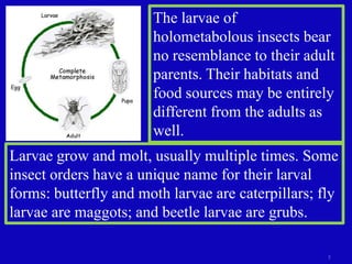 The larvae of holometabolous insects bear no resemblance to their adult parents. Their habitats and food sources may be entirely different from the adults as well. Larvae grow and molt, usually multiple times. Some insect orders have a unique name for their larval forms: butterfly and moth larvae are caterpillars; fly larvae are maggots; and beetle larvae are grubs.5