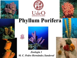 Phyllum Porifera
Zoología 1
M. C. Pedro Hernández Sandoval
 
