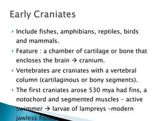 Phylum Chordata | PPT