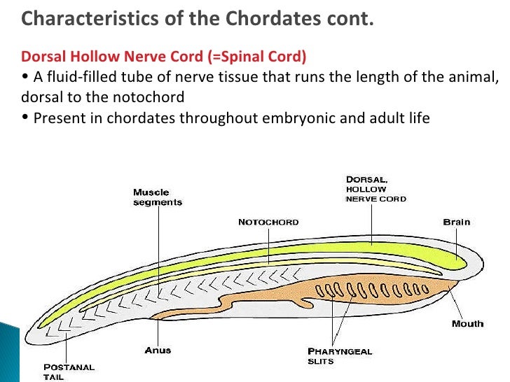 Phylum Chordata Characteristics Chart