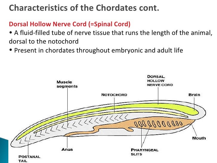 What are some examples from the phylum chordata?