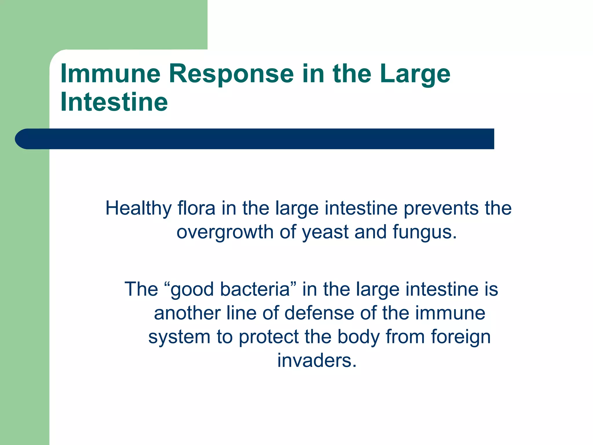 Immune Response in the Large 
Intestine 
Healthy flora in the large intestine prevents the 
overgrowth of yeast and fungus. 
The “good bacteria” in the large intestine is 
another line of defense of the immune 
system to protect the body from foreign 
invaders. 
 