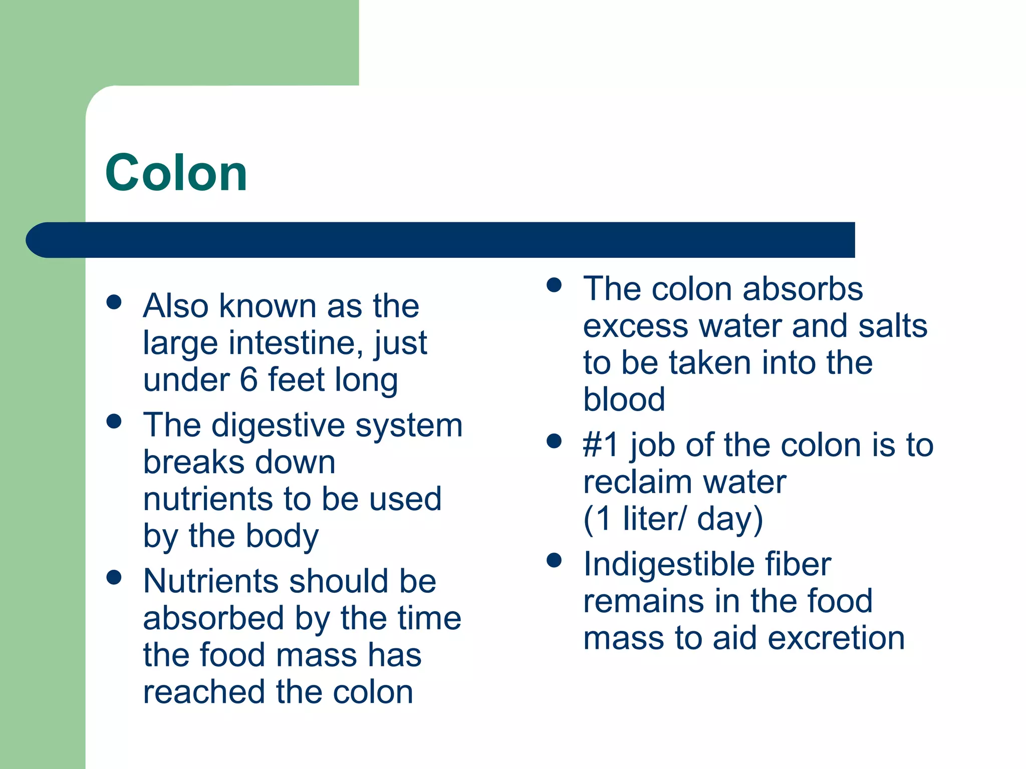 Colon 
 Also known as the 
large intestine, just 
under 6 feet long 
 The digestive system 
breaks down 
nutrients to be used 
by the body 
 Nutrients should be 
absorbed by the time 
the food mass has 
reached the colon 
 The colon absorbs 
excess water and salts 
to be taken into the 
blood 
 #1 job of the colon is to 
reclaim water 
(1 liter/ day) 
 Indigestible fiber 
remains in the food 
mass to aid excretion 
 