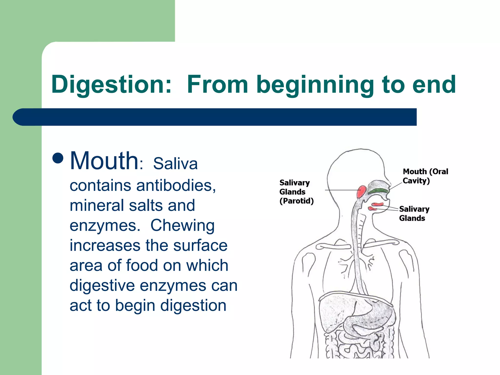 Digestion: From beginning to end 
Mouth: Saliva 
contains antibodies, 
mineral salts and 
enzymes. Chewing 
increases the surface 
area of food on which 
digestive enzymes can 
act to begin digestion 
. 
 