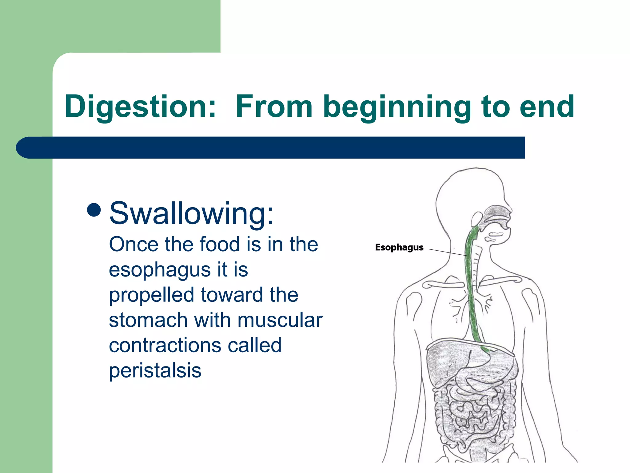 Digestion: From beginning to end 
Swallowing: 
Once the food is in the 
esophagus it is 
propelled toward the 
stomach with muscular 
contractions called 
peristalsis 
 