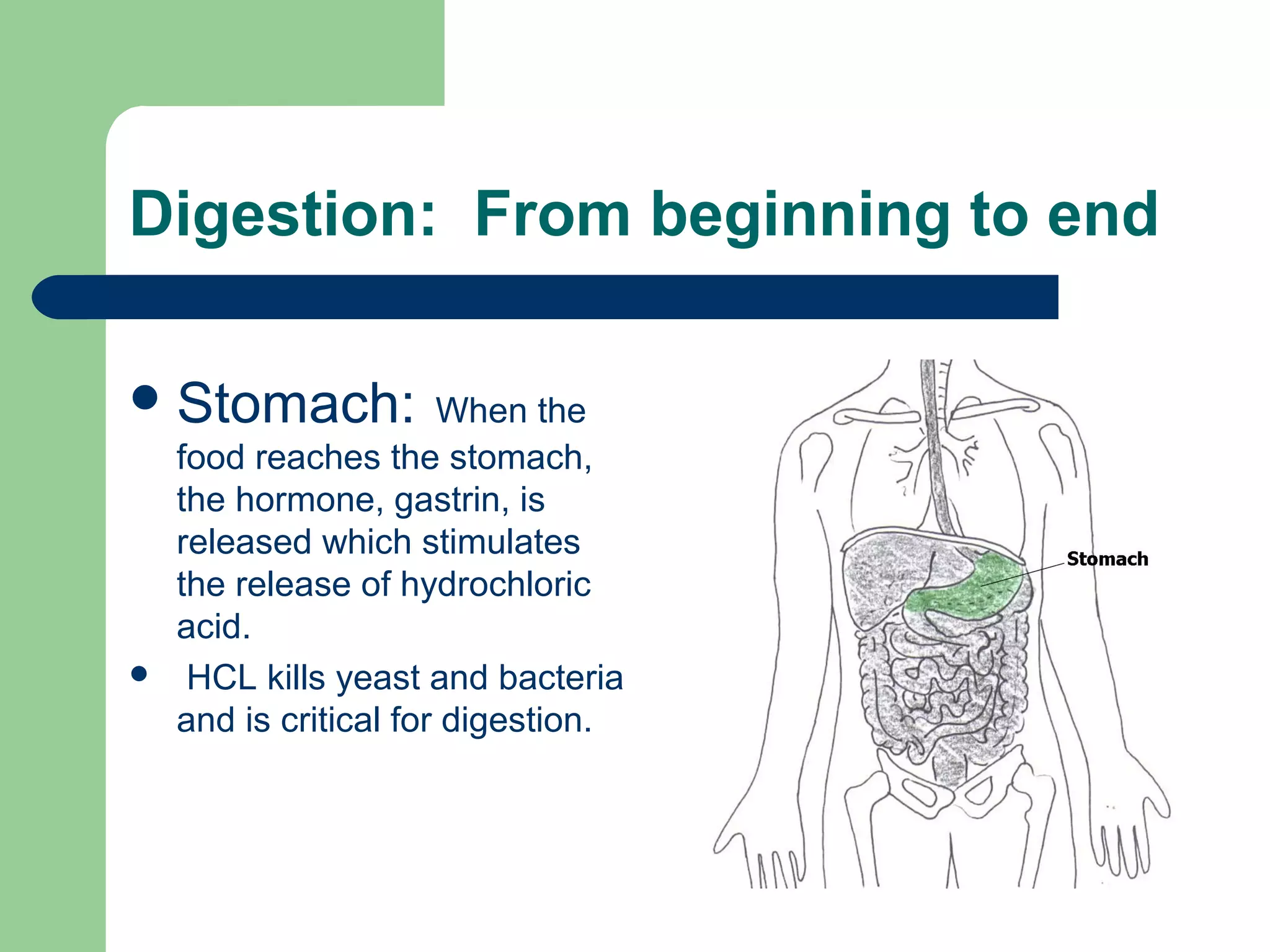 Digestion: From beginning to end 
Stomach: When the 
food reaches the stomach, 
the hormone, gastrin, is 
released which stimulates 
the release of hydrochloric 
acid. 
 HCL kills yeast and bacteria 
and is critical for digestion. 
 