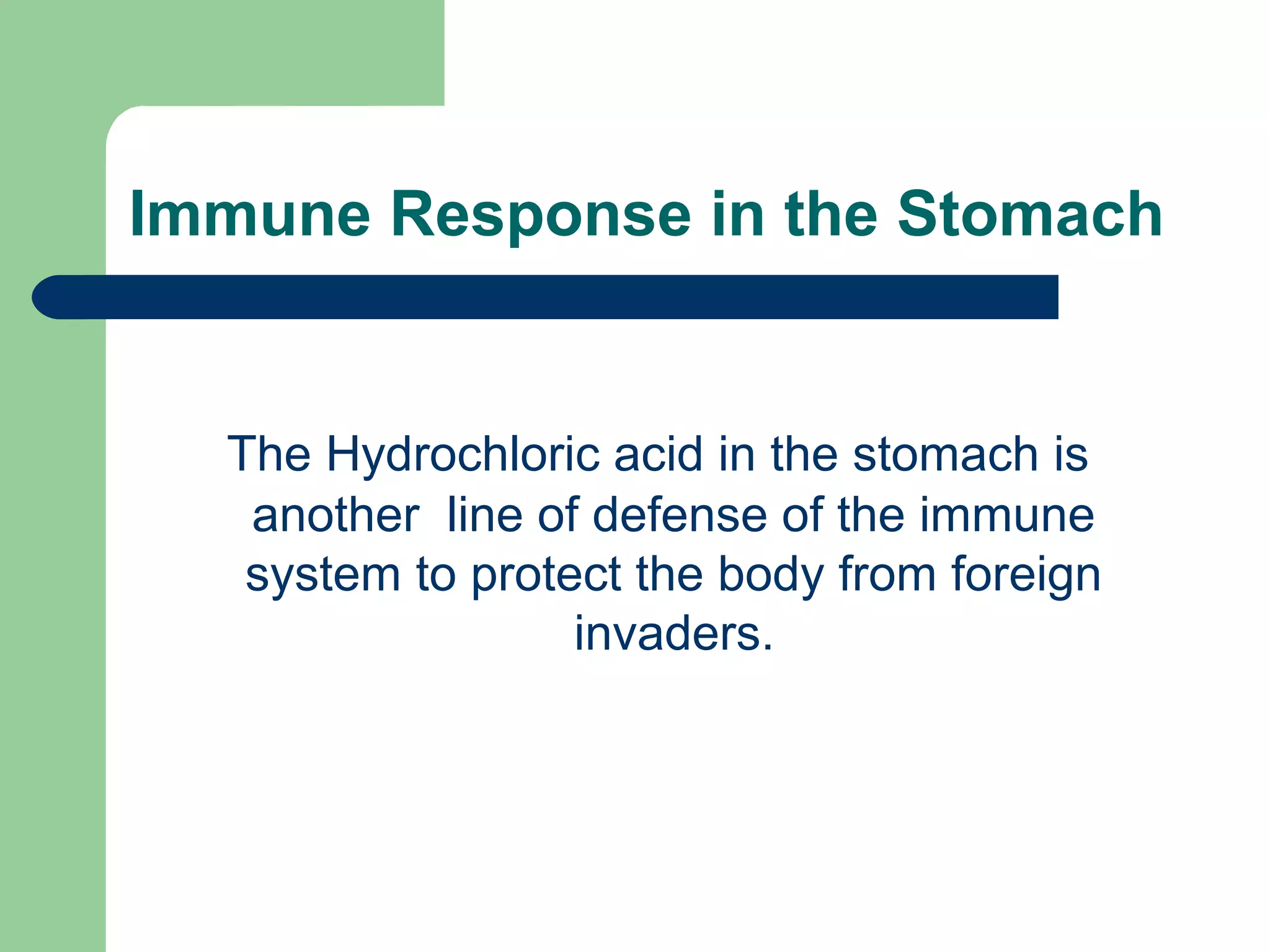 Immune Response in the Stomach 
The Hydrochloric acid in the stomach is 
another line of defense of the immune 
system to protect the body from foreign 
invaders. 
 