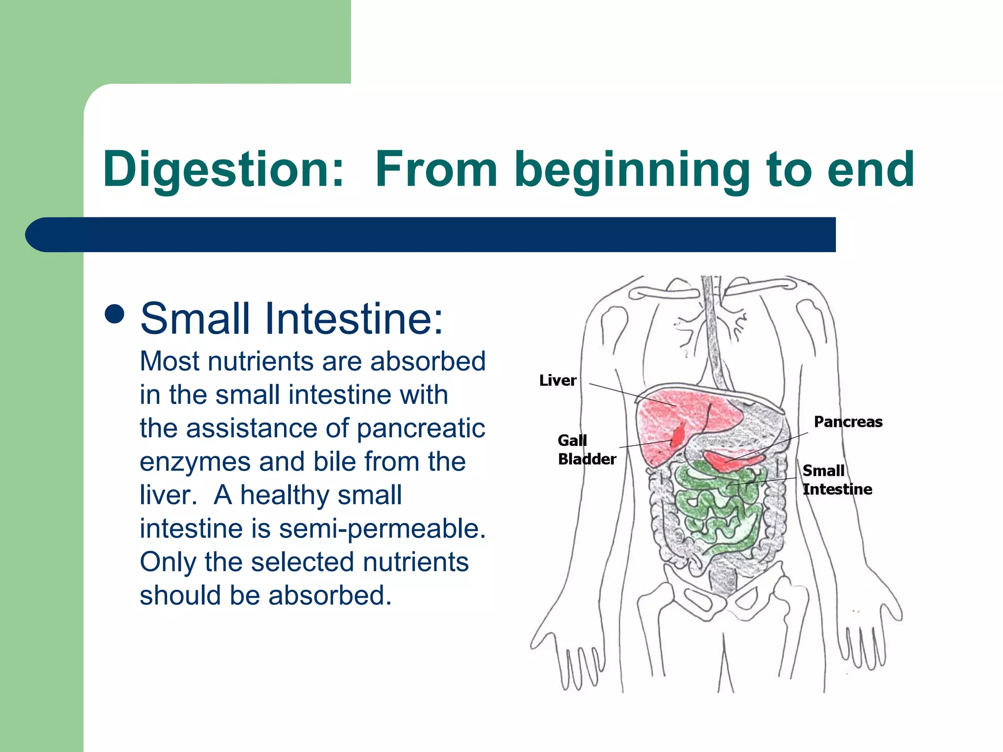 Digestion: From beginning to end 
Small Intestine: 
Most nutrients are absorbed 
in the small intestine with 
the assistance of pancreatic 
enzymes and bile from the 
liver. A healthy small 
intestine is semi-permeable. 
Only the selected nutrients 
should be absorbed. 
 