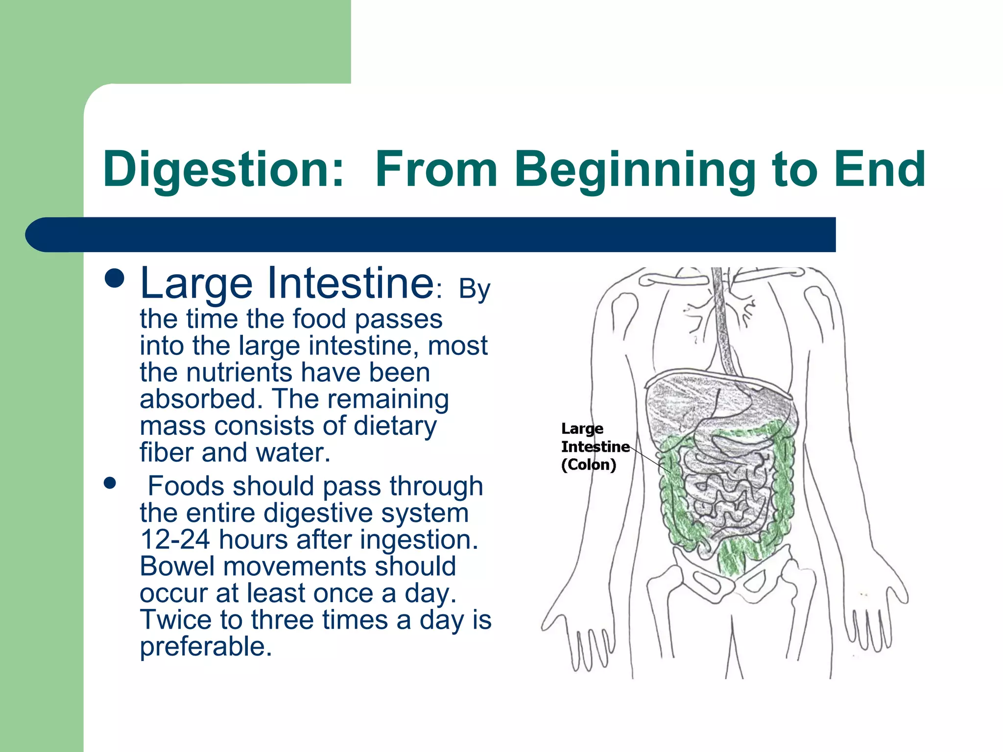 Digestion: From Beginning to End 
Large Intestine: By 
the time the food passes 
into the large intestine, most 
the nutrients have been 
absorbed. The remaining 
mass consists of dietary 
fiber and water. 
 Foods should pass through 
the entire digestive system 
12-24 hours after ingestion. 
Bowel movements should 
occur at least once a day. 
Twice to three times a day is 
preferable. 
 