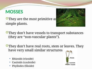 Phytochemistry: Foundational Principles and Applied Perspectives with ...