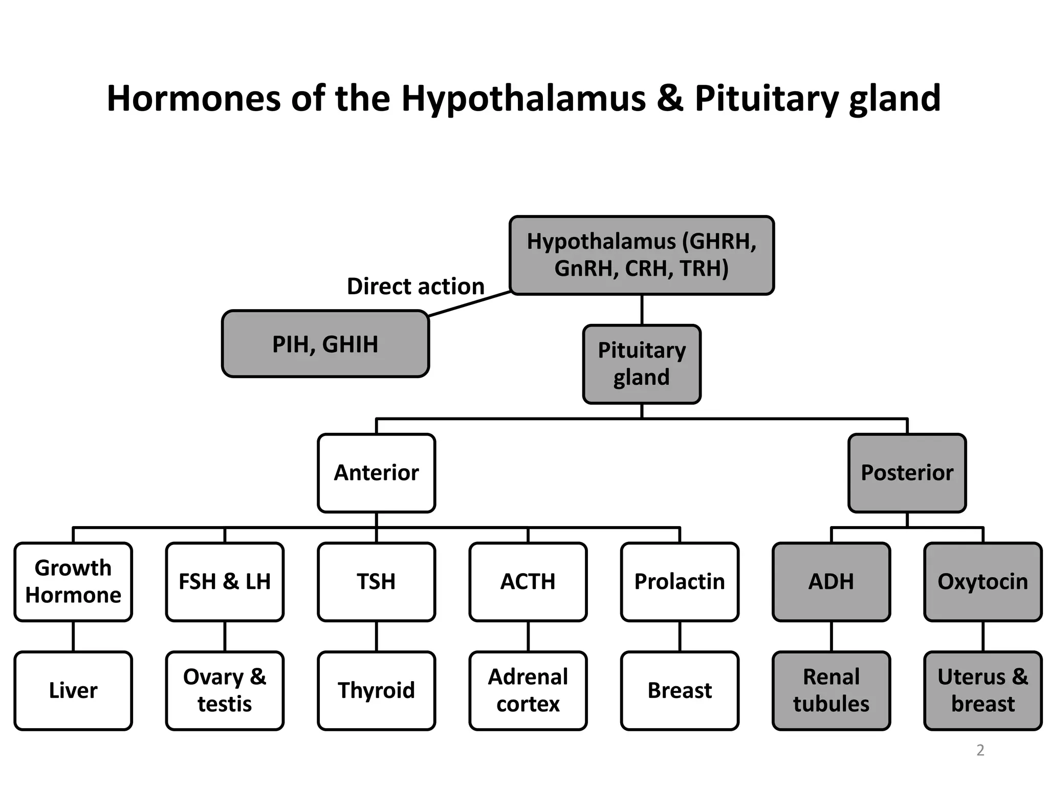 1 Pituitary and Thyroid pharmacology, Naim Kittana.pptx