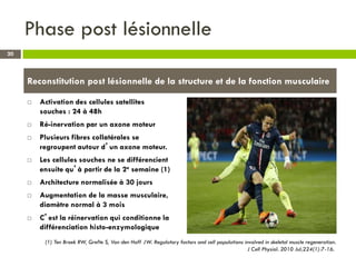 Phase post lésionnelle
 Activation des cellules satellites
souches : 24 à 48h
 Ré-inervation par un axone moteur
 Plusieurs fibres collatérales se
regroupent autour d’un axone moteur.
 Les cellules souches ne se différencient
ensuite qu’à partir de la 2e semaine (1)
 Architecture normalisée à 30 jours
 Augmentation de la masse musculaire,
diamètre normal à 3 mois
 C’est la réinervation qui conditionne la
différenciation histo-enzymologique
20
Reconstitution post lésionnelle de la structure et de la fonction musculaire
(1) Ten Broek RW, Grefte S, Von den Hoff JW. Regulatory factors and cell populations involved in skeletal muscle regeneration.
J Cell Physiol. 2010 Jul;224(1):7-16.
 