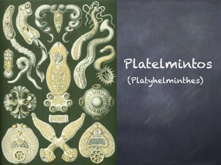 Platelmintos
(Platyhelminthes)
 