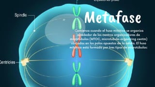 Metafase
Comienza cuando el huso mitótico se organiza
alrededor de los centros organizadores de
microtúbulos (MTOC, microtubule-organizing centm)
ubicados en los polos opuestos de la célula. El huso
mitótico está formado por tres tipos de microtúbulos:




 