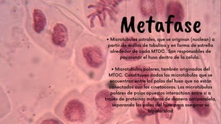 Metafase
• Microtúbulos astrales, que se originan (nuclean) a
partir de anillos de tubulina y en forma de estrella
alrededor de cada MTOC . Son responsables de
posicionar el huso dentro de la célula.


• Microtúbulos polares, también originados del
MTOC. Constituyen codos los microtúbulos que se
encuentran entre los polos del huso que no están
conectados con los cinetocoros. Los microtúbulos
polares de polos opuestos interactúan entre sí a
través de proteínas motoras de manera antiparalela,
separando los polos del huso para asegurar su
bipolaridad


 