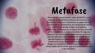 Metafase
Microtúbulos cinetocóricos, salen del MTOC para
explorar el citoplasma en busca de cinetocoros.
Cuando un cinetocoro finalmente es capturado por
un microtúbulo cinetocórico, es transportado hacia
el MTOC, en donde se fijan microtúbulos
adicionales. El cinetocoro es capaz de fijar entre 30
y 40 microtúbulos a cada cromátide. En algunas
especies, los microtúbulos cinetocóricos se forman
por mecanismos independientes del MTOC en los
que participan los cinetocoros. Los microtúbulos
cinetocóricos y sus proteínas motoras asociadas
dirigen el movimiento de los cromosomas hacia el
plano medio de la célula, que es la placa ecuatorial
o de metafase.


 