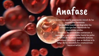 Anafase
Comienza con la separación inicial de las
cromátides hermanas
Se produce cuando se degradan las
cohesinas que han mantenido las
cromátides unidas.
Entonces, las cromátides comienzan a
separarse y son arrastradas hacia los polos
opuestos de la célula mediante motores
moleculares (dineínas), que se deslizan a lo
largo de los microtúbulos cinetocóricos
hacia el MTOC.




 