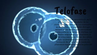 Telofase
Está marcada por la reconstitución de la
envoltura nuclear alrededor de los
cromosomas de cada polo. Los cromosomas
se desenrollan y no se pueden distinguir,
excepto en las regiones que permanecen
condensadas en el núcleo en interfase. Los
nucléolos reaparecen y el citoplasma se
divide (citocinesis) para formar dos células
hijas. La citocinesis comienza con la
formación de un surco en la membrana
plasmática equidistante entre los polos del
huso micótico




 