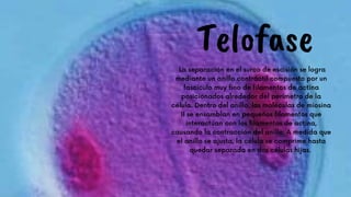 Telofase
La separación en el surco de escisión se logra
mediante un anillo contráctil compuesto por un
fascículo muy fino de filamentos de actina
posicionados alrededor del perímetro de la
célula. Dentro del anillo, las moléculas de miosina
II se ensamblan en pequeños filamentos que
interactúan con los filamentos de actina,
causando la contracción del anillo. A medida que
el anillo se ajusta, la célula se comprime hasta
quedar separada en dos células hijas.




 