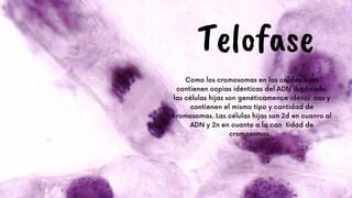 Telofase
Como los cromosomas en las células hijas
contienen copias idénticas del ADN duplicado,
las células hijas son genéticamence idéncicas y
contienen el mismo tipo y cantidad de
cromosomas. Las células hijas son 2d en cuanro al
ADN y 2n en cuanto a la cantidad de
cromosomas.




 